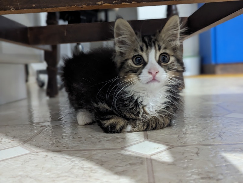 Ragdoll kittens Cats & Kittens for Rehoming Hamilton Kijiji