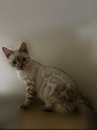 Top Quality TICA Registered Purebred Silver Seal Snow Bengal 