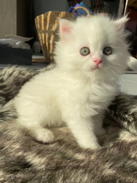 Persian X Kittens 