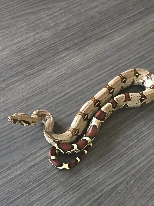 Durham Snake Rescue | Reptiles & Amphibians for Rehoming | Oshawa ...