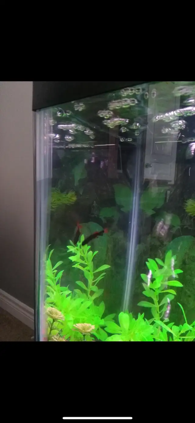 FISH TANK 20 GALLON (+EVERYTHING) in Fish for Rehoming in Mississauga / Peel Region - Image 5