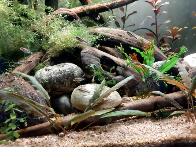 Juvenile Kribensis Cichlids in Fish for Rehoming in Calgary - Image 2