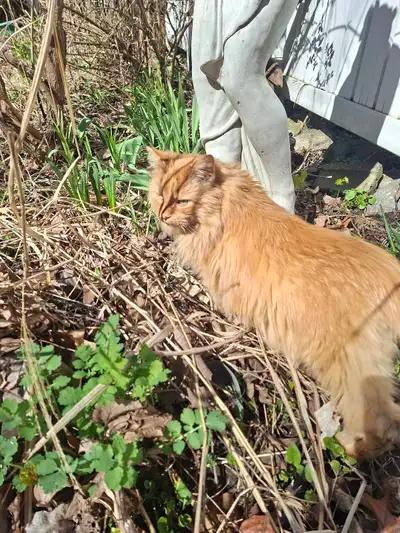 Hello my name is Jenny and I am looking for pet sitting jobs in Ottawa. I am a warm, and gentle pers...