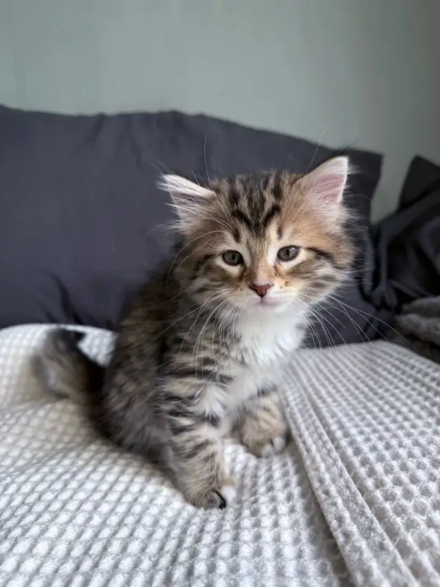 Chatons à vendre in Cats & Kittens for Rehoming in Longueuil / South Shore - Image 9