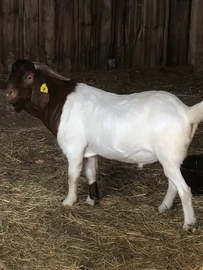 Boer buck goat for sale , View more