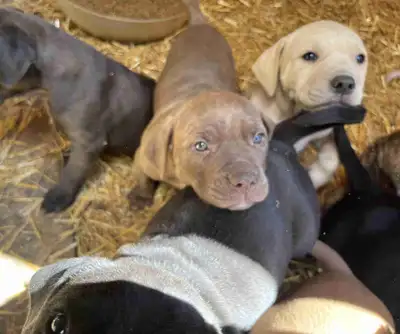 Mixed Breed Pups, View more