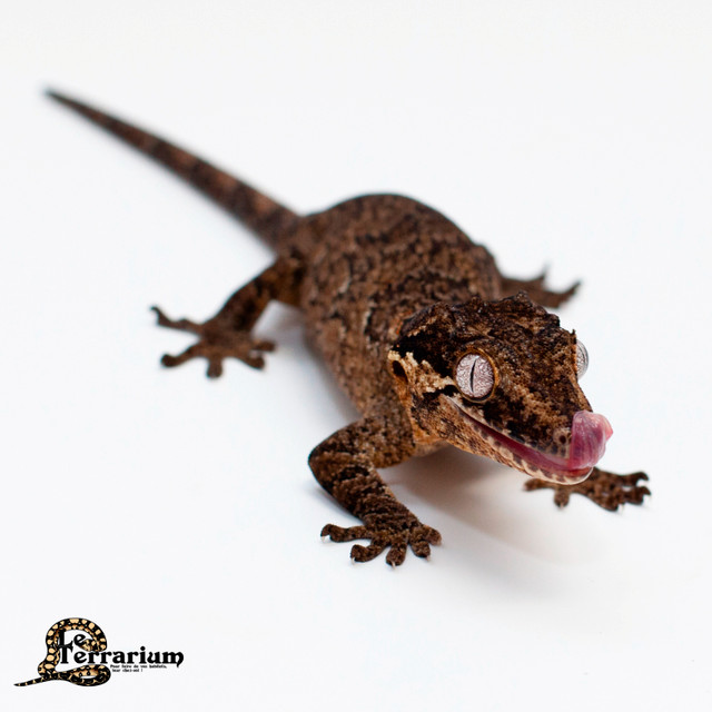 Gecko gargouille - Réticulé - Femelle dans Reptiles et amphibiens à adopter  à Ville de Québec - Image 2