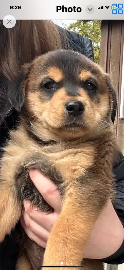 ROTTVEILER  mix puppies, View more