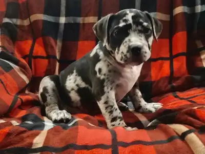 Hi there, I have 2 females and 2 males currently available and now ready for their forever homes. Th...