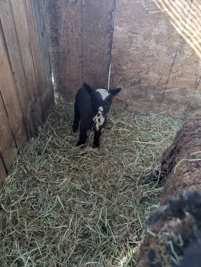 Babydoll Ram Lamb, View more