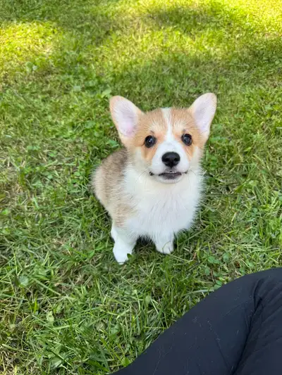 CKC Pembroke Welsh corgi pups, View more