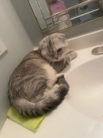 Selling Cat, View more