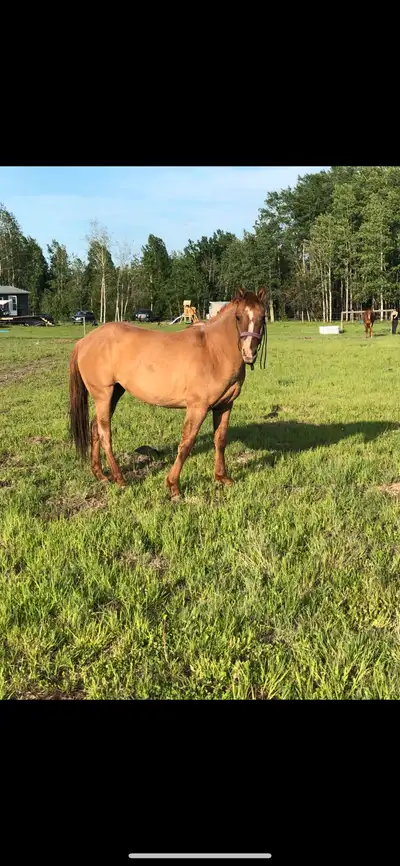 (PLEASE READ FULL AD) If this ad is still up, the mares are still available. I have two mares for sa...