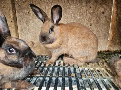 female rabbits    beautiful color siamese rabbits , View more