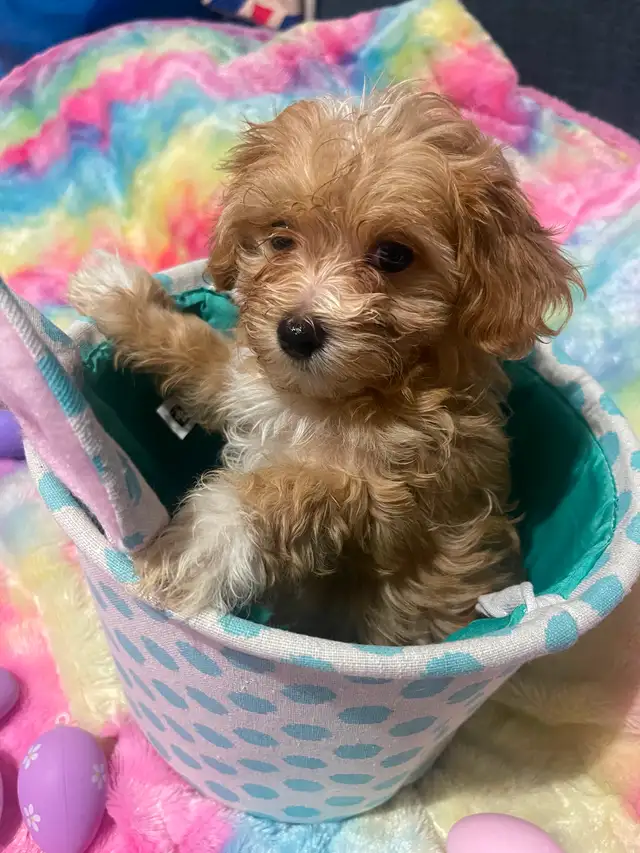 Only 2 females left in Dogs & Puppies for Rehoming in City of Toronto - Image 2