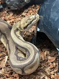 Female ball python