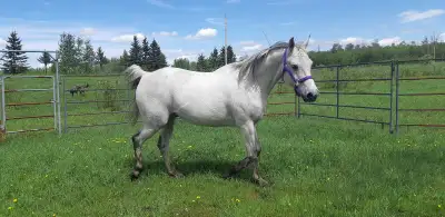 We have room for 2 more horses! Short ride from Blackfoot or on-site trails are available all year r...