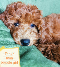 Beautiful Miniature poodles DNA tested parents