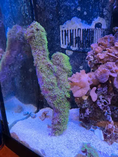 Green Star Polyp Frags, View more