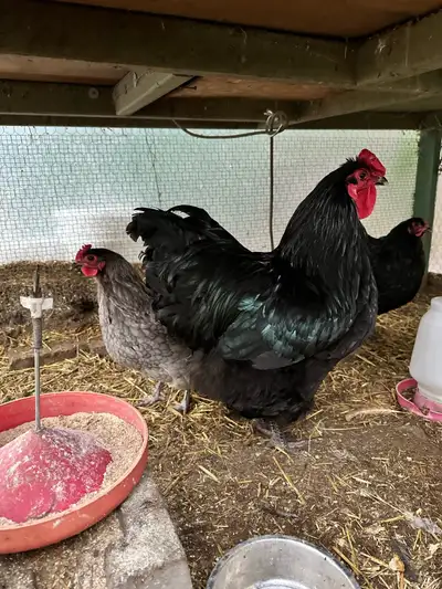 Rooster for sale , View more