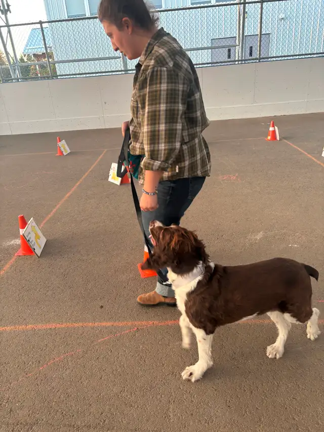 Rally dog training in Prince Albert525306949114931204