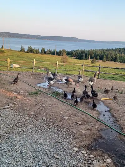 Mallards n Geese, View more
