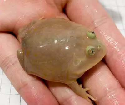 CB baby Budgett's frog / Lepidobatrachus Laevis Eating well $125