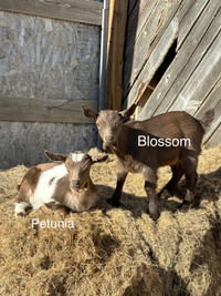 Commercial Mini & Meat breed goats