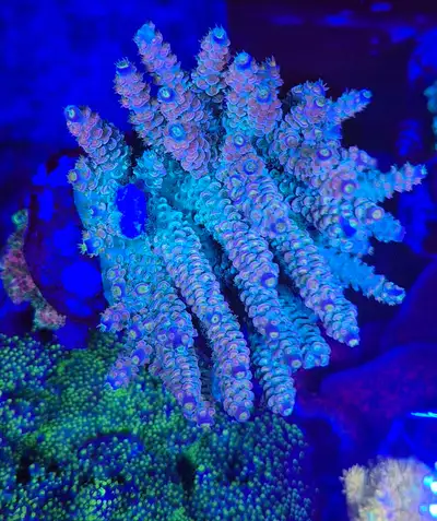 Fuzzy Blue Lightsaber Acropora Tenuis Saltwater, View more