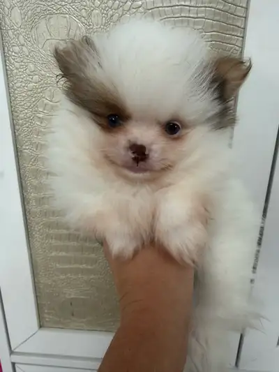 Pomeranian, View more