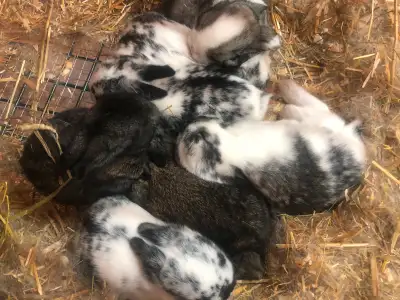 Meat- Pet Rabbits, View more