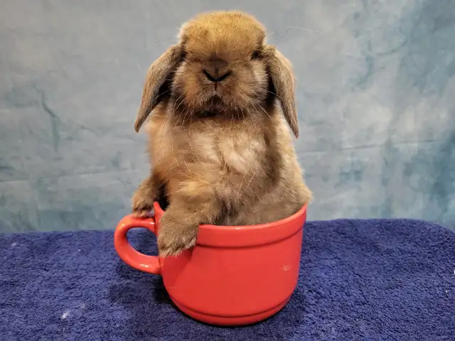 Lapin bélier Hollandais laineux * fuzzy Holland lop bunnies in Small Animals for Rehoming in City of Montréal - Image 3