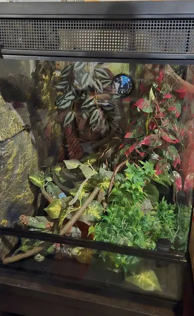 30 Gallon Terrarium Setup Starter Kit, View more