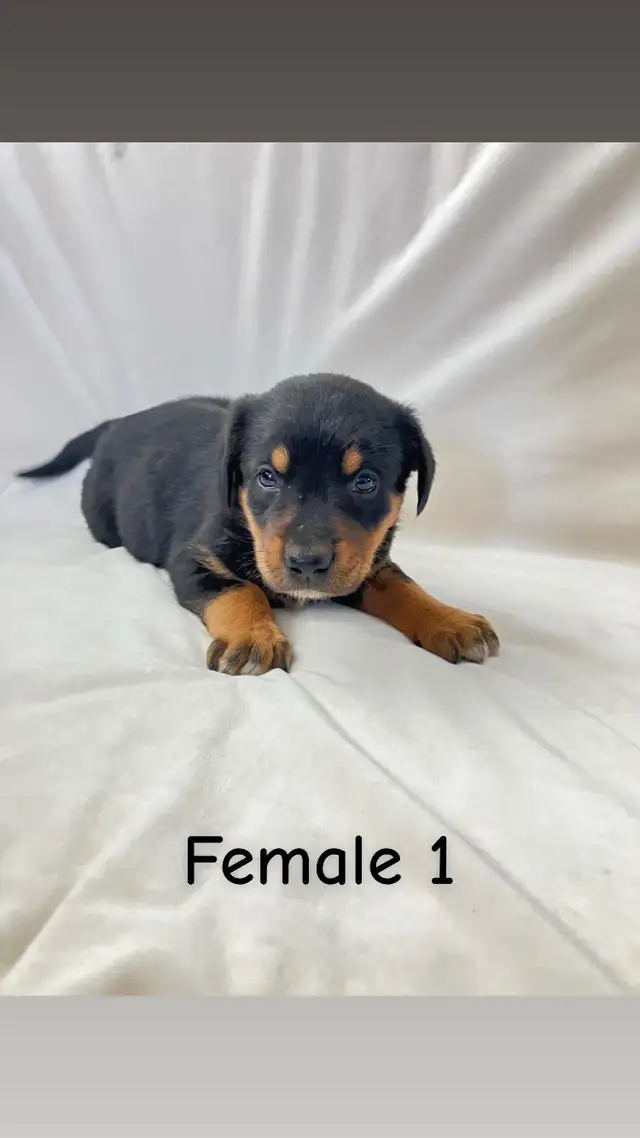 READY TO GO! Rottweiler x Lab puppies in Dogs & Puppies for Rehoming in Hamilton - Image 8