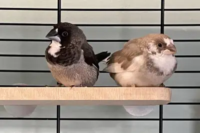 LOOKING for a pair of society finches with a small cage , View more