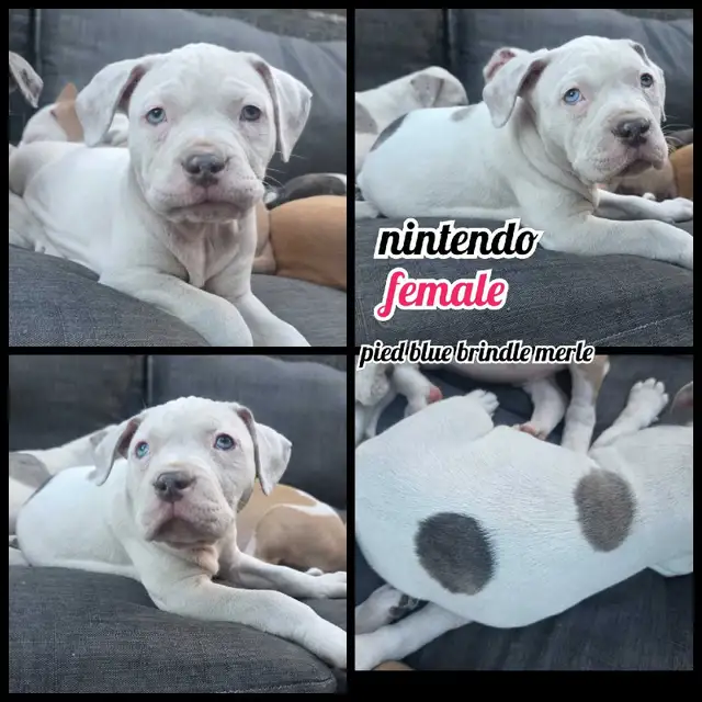 american bulldog in Dogs & Puppies for Rehoming in Vernon - Image 4