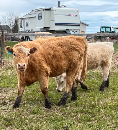 Yearling charolais/ Angus replacement heifers, born march 2024, approx 1100 pounds, recent Ivomec, l...