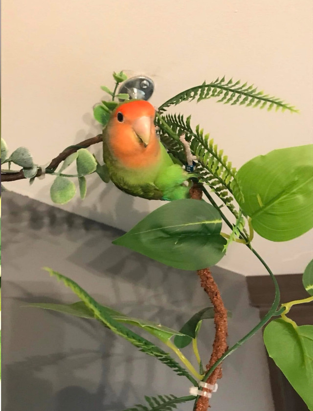 inséparable avec cage et papier  dans Oiseaux à adopter  à Laurentides - Image 3