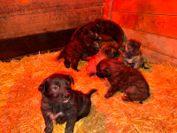 Irish wolfhound / Chesapeake retriever puppies