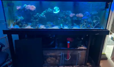 130 gallon saltwater aquarium w 65 gallon sump, View more