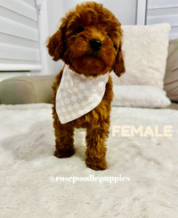 Poodle Puppies Available