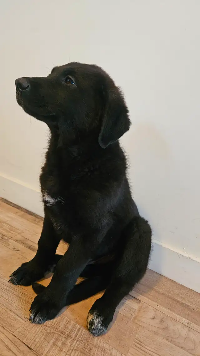 German sephard puppies for sale in Dogs & Puppies for Rehoming in Edmonton - Image 6