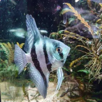Looking for large angelfish *not my photo, View more