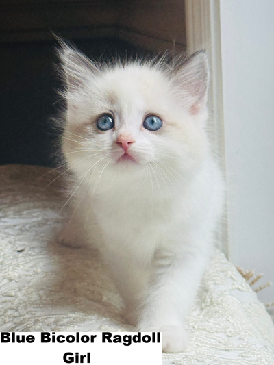 Certificated,Vaccinated Ragdoll kittens (Parents DNA tested), View more