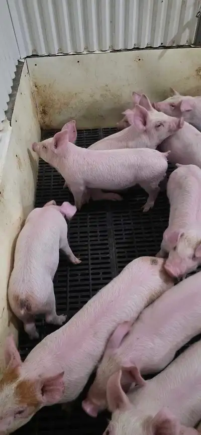 Weaner Pigs Sale, View more