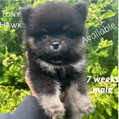 Pomeranian Puppies, View more