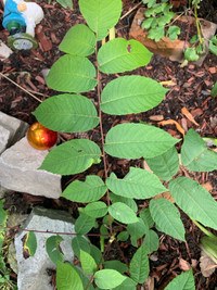 Perennials & Trees