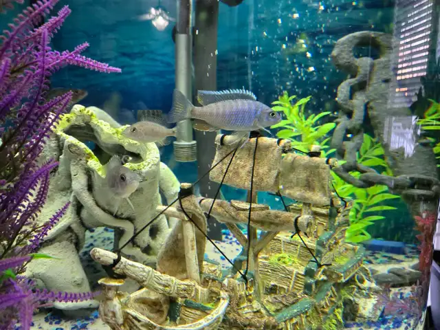 Electric Blue Cichlids in Fish for Rehoming in Calgary - Image 4