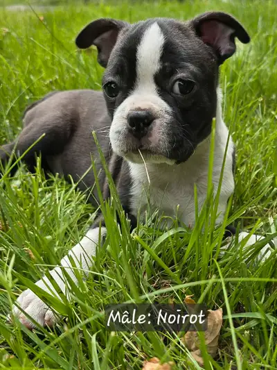 Adorables Boston Terrier! Prêts à quitter!, View more
