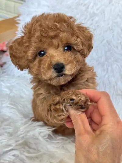 Red toy poodle puppies 6-8 lbs 2 year health guarantee, View more